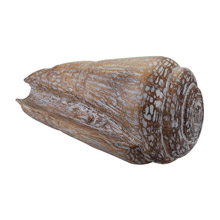 ELK Home 159-003 Albasia Wood Decorative Wooden Conch Shell